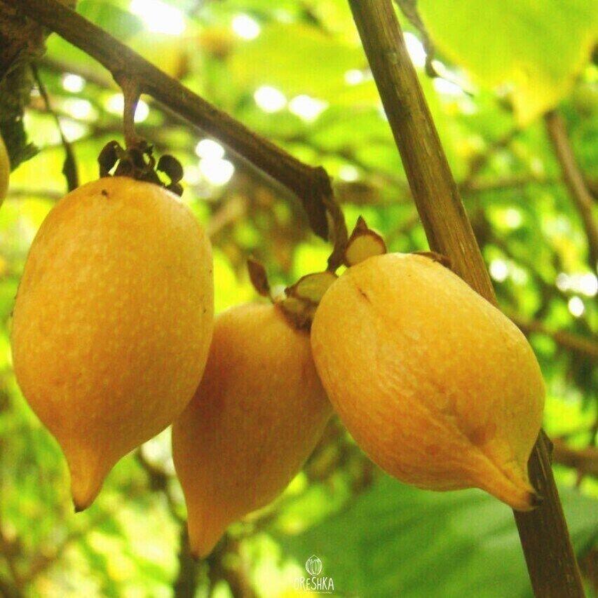 Actinidia polygama 20 PCS fresh seeds, Gaedarae, Silver vine, Matatabi seeds