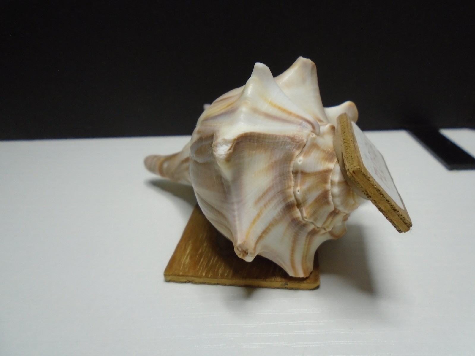 HANDMADE SEA SHELL FLORIDA 2″ X 3.5″ FIGURE UNBRANDED (SF277)