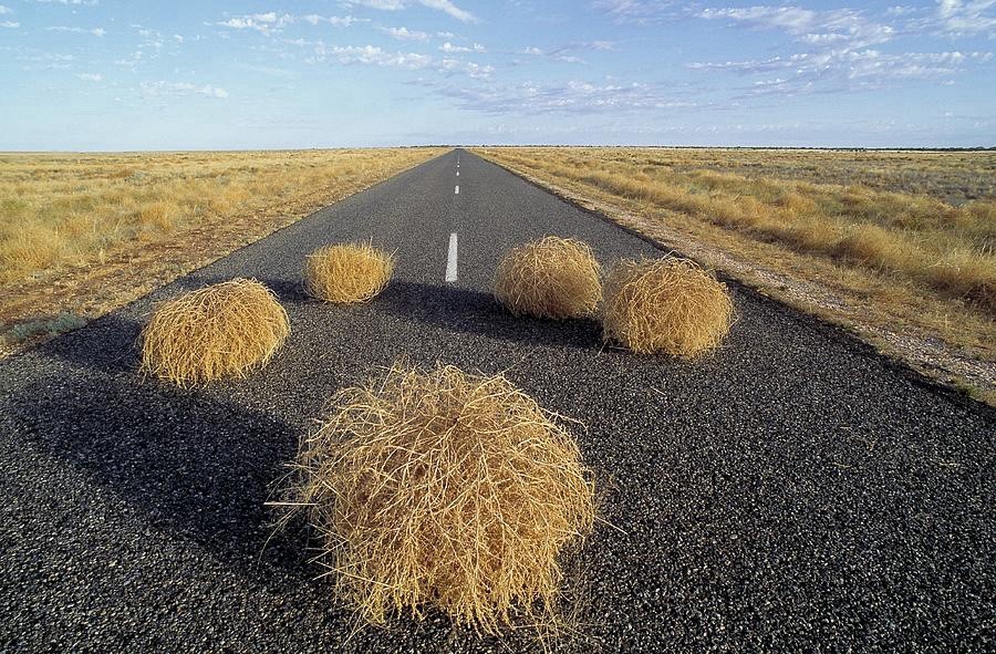 Genuine Wyoming Tumbleweed For Decor, Art, Photography, Etc.