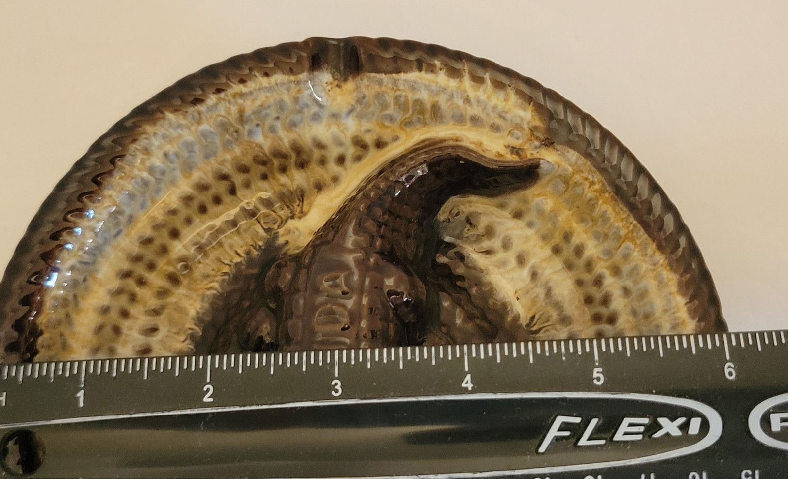 Vintage Florida Souvenir 6″ Round Ash Tray with Gator Made in Japan