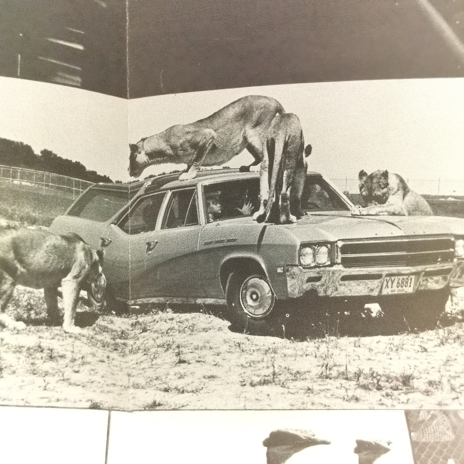 Vintage Port Clinton Ohio African Safari Inc Brochure Map Lions on Cars Souvenir