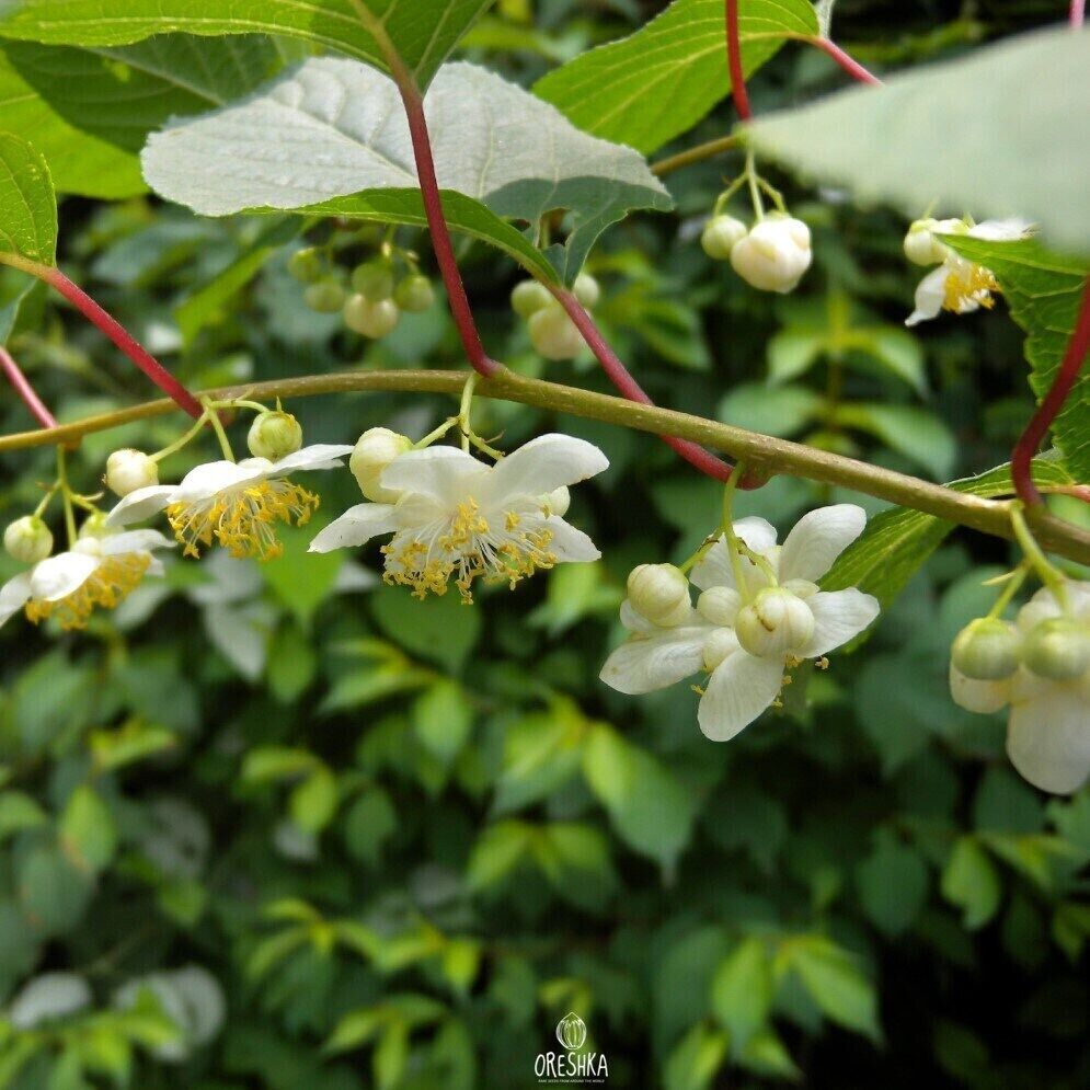 Actinidia polygama 20 PCS fresh seeds, Gaedarae, Silver vine, Matatabi seeds