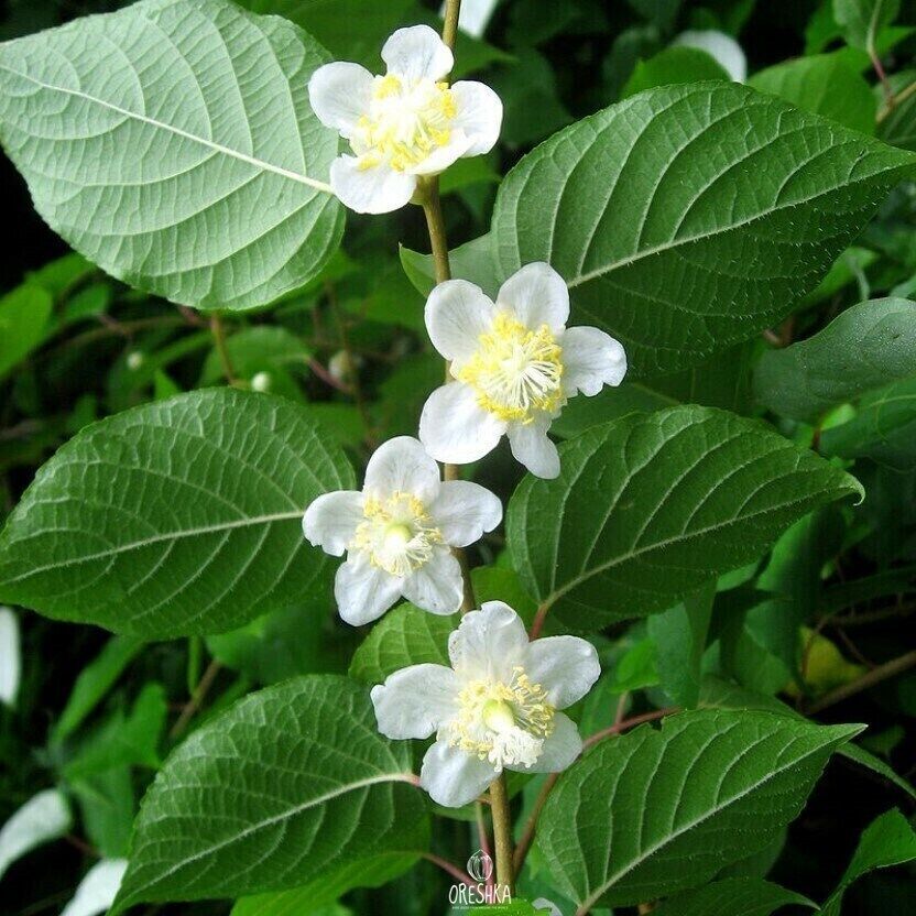 Actinidia polygama 20 PCS fresh seeds, Gaedarae, Silver vine, Matatabi seeds