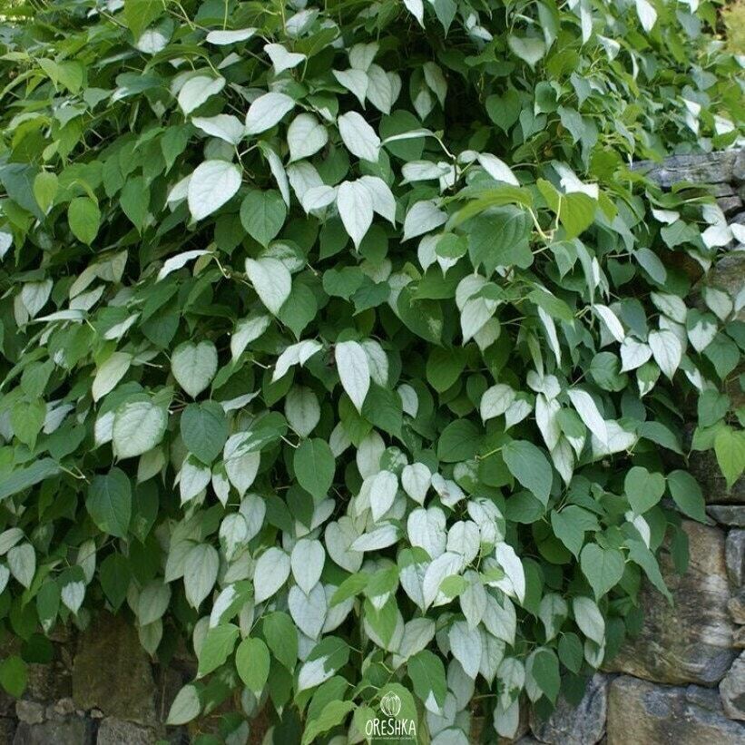 Actinidia polygama 20 PCS fresh seeds, Gaedarae, Silver vine, Matatabi seeds