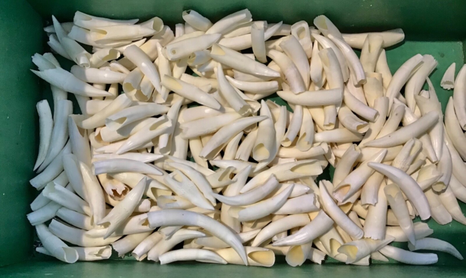 20 SALTWATER CROCODILE Teeth 2.5 cm for Souvenir Collector Necklace hatband BULK
