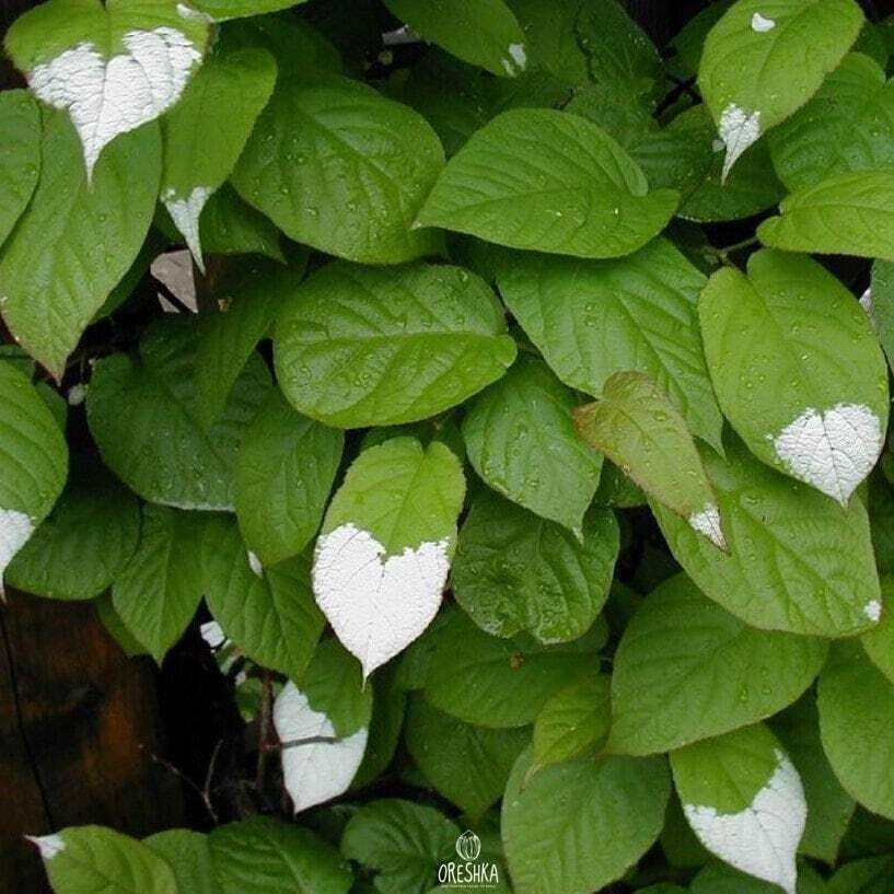 Actinidia polygama 20 PCS fresh seeds, Gaedarae, Silver vine, Matatabi seeds