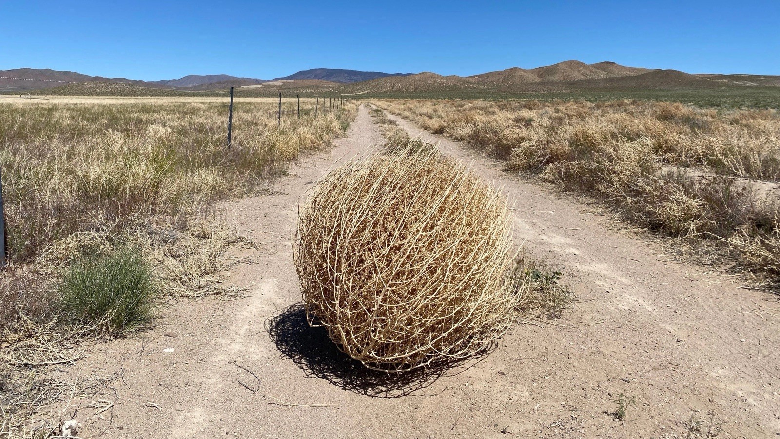 Genuine Wyoming Tumbleweed For Decor, Art, Photography, Etc.